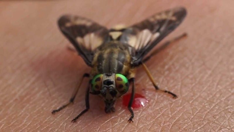 A Day At The Beach Without Biting Flies