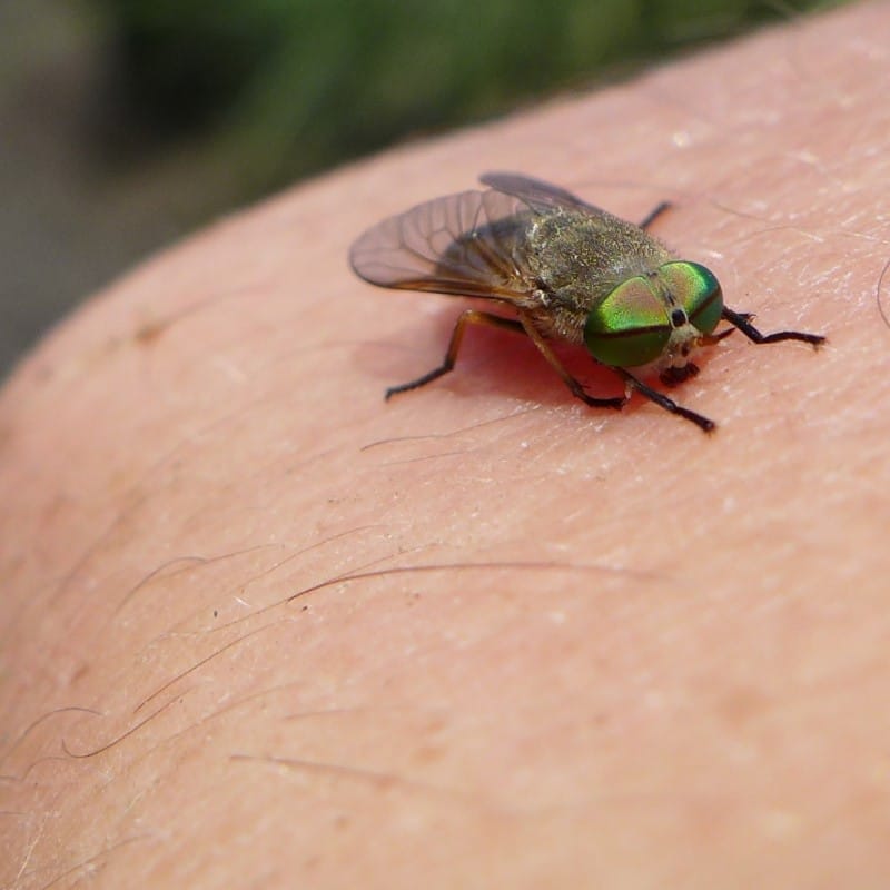 What attracts horse flies at the beach