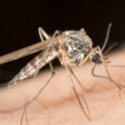 Malaria mosquito biting in an urban area