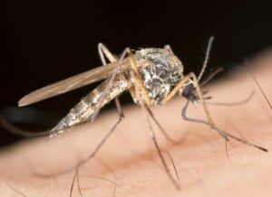 Malaria mosquito biting in an urban area