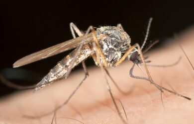 Malaria mosquito biting in an urban area