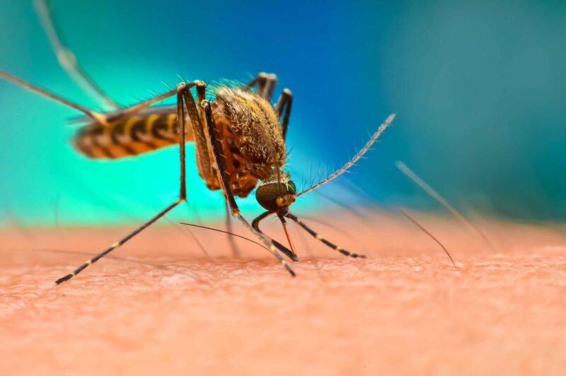 Female Aedes mosquito biting a human