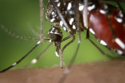 Aedes aegypti mosquito.