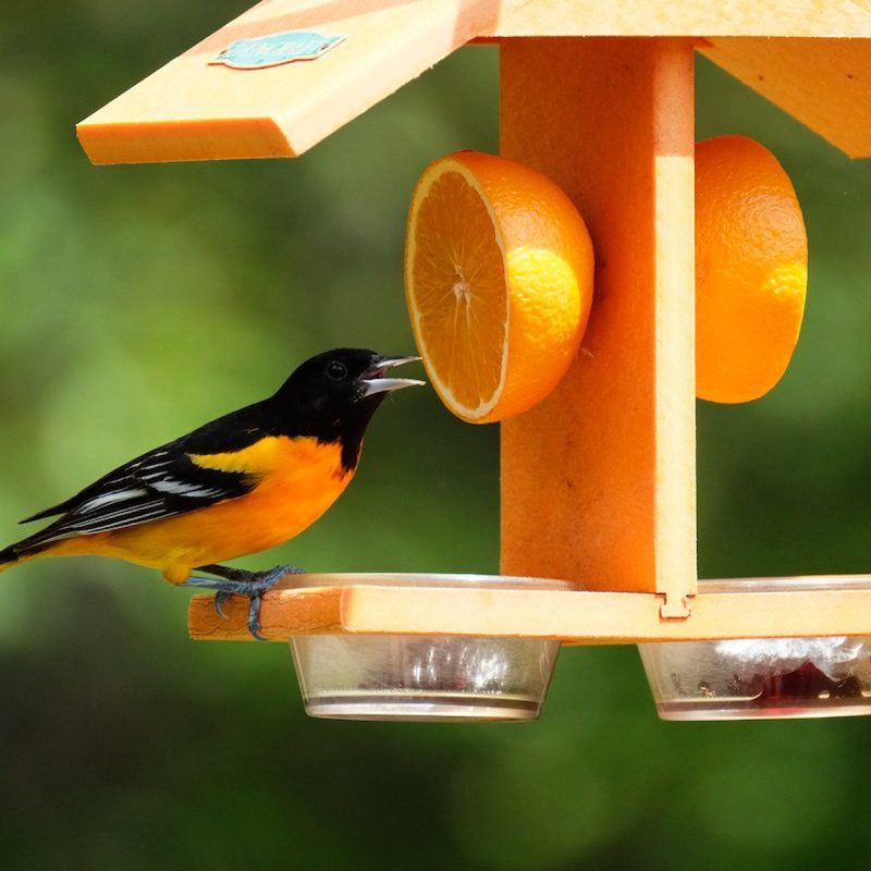 Fruit bird feeder must be clean all the time