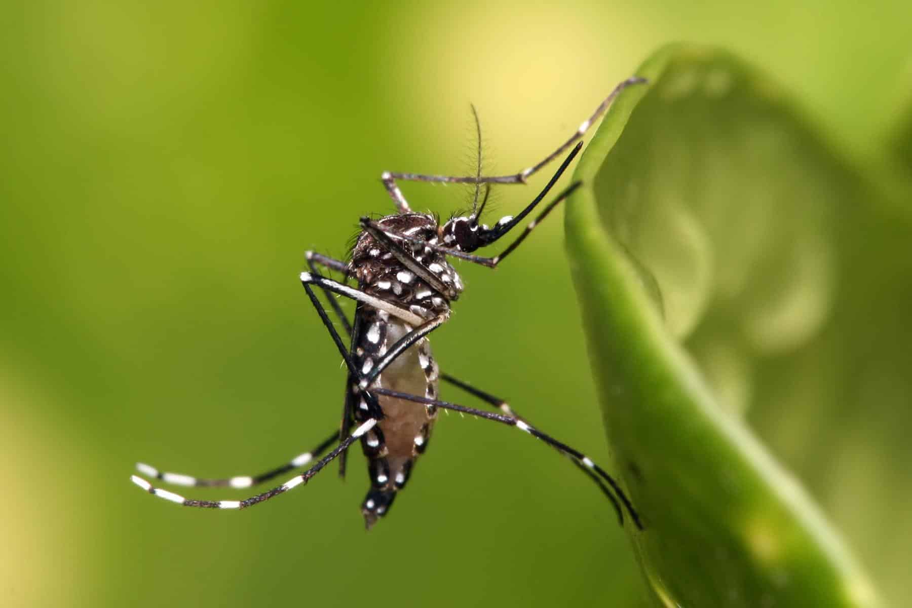 Dengue mosquito resting