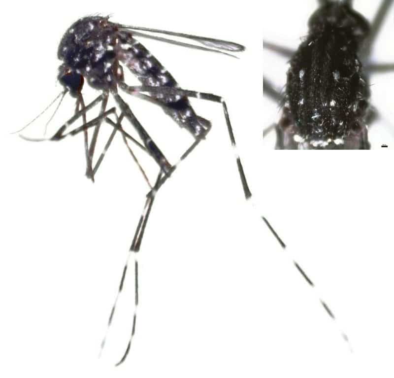 This mosquito can cause ailments except for malaria