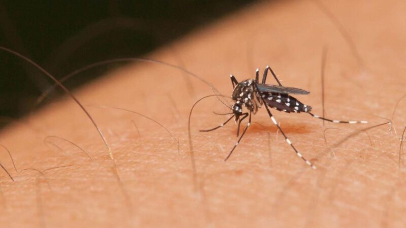 An Aedes mosquito having a blood meal