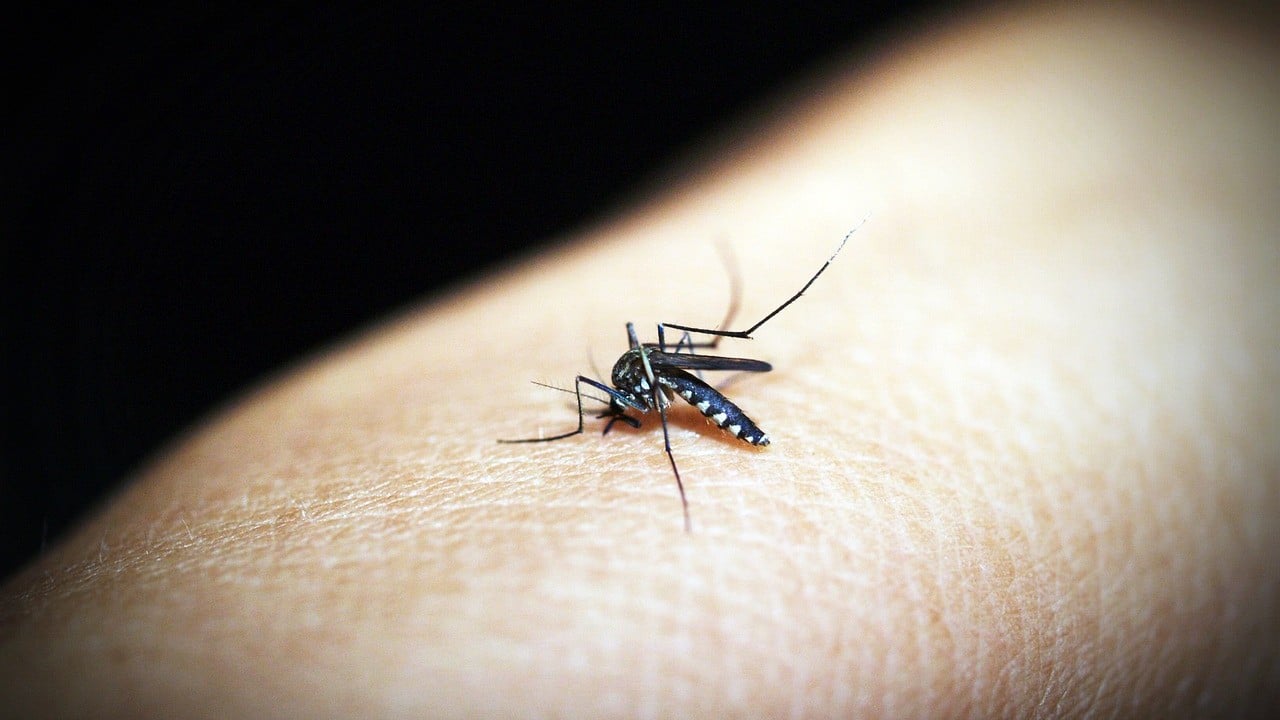 Mosquito-borne disease outbreaks start with one bite