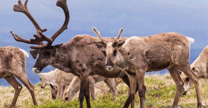 Caribou staying in the lowlands to avoid mosquitoes