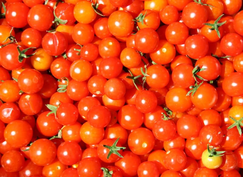 Eating cherry tomatoes can help repel mosquitoes