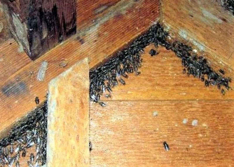 Cluster flies gathering the attic during autumn