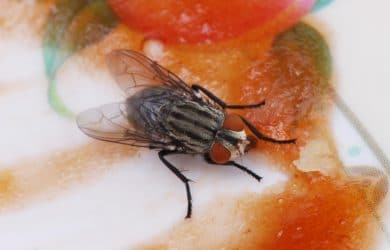 A cluster fly on a table cloth