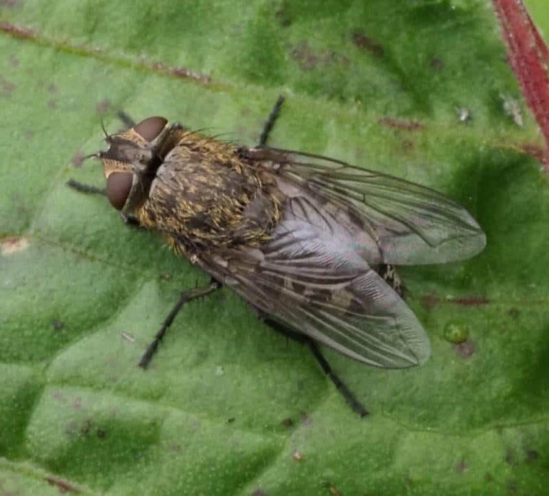 A cluster fly on a leaf