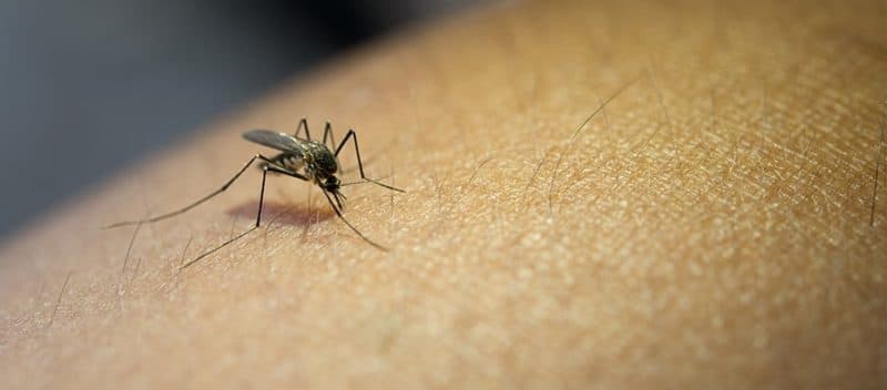 Dengue bites can be more dangerous for kids with obesity