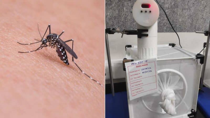 Artificial feeder for mosquitoes in the lab