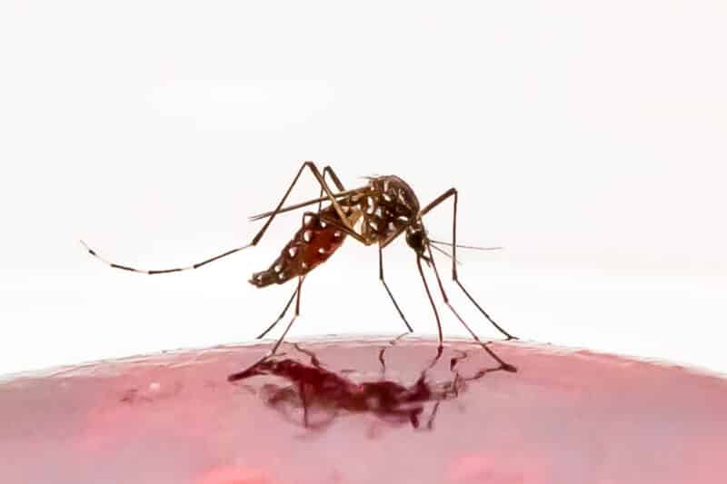 A mosquito bite allows malarial parasite to enter your body