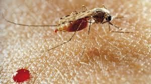 Malaria mosquitoes like this can be cured