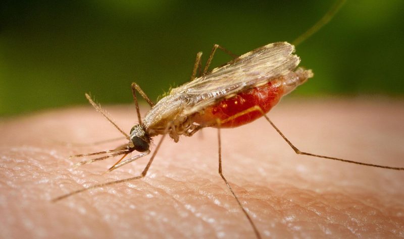 Female malaria mosquito having a blood meal