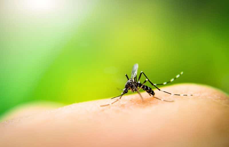 Mosquito landing on human skin