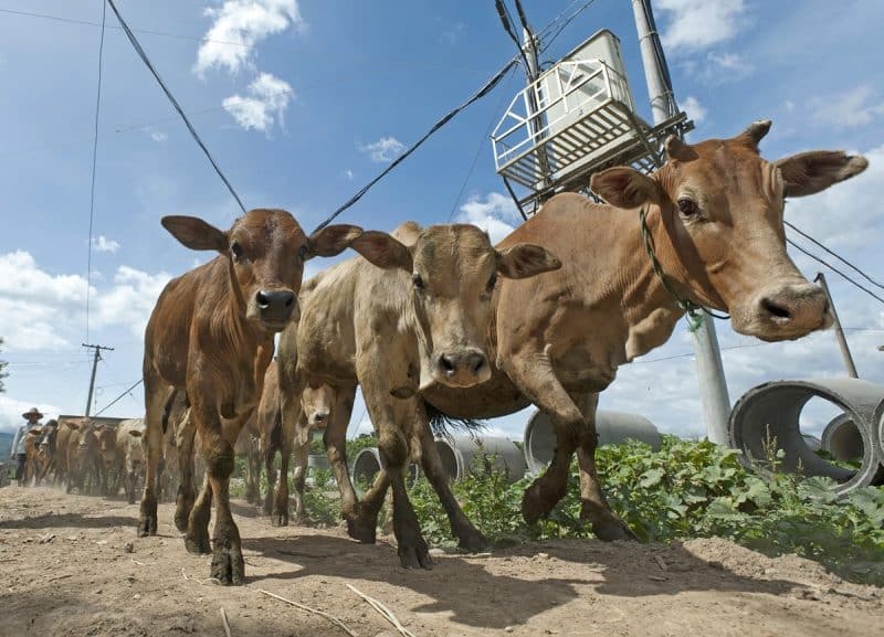 Ruminants like cows, goats, and sheep are primary hosts to the Rift Valley Fever virus