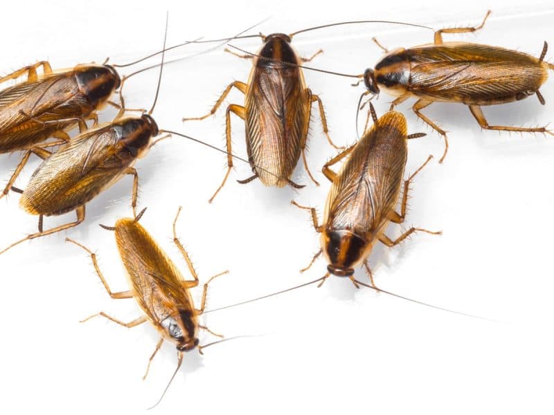 Cockroaches reach areas with the right conditions and abundant food