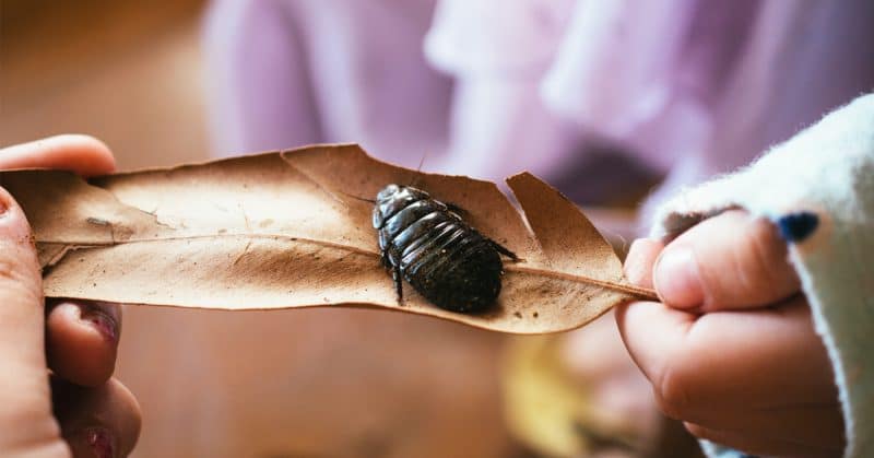 Keeping cockroaches away helps maintain a healthy home