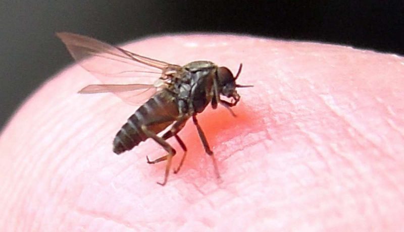 A sand fly feeding