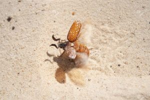 One of the sandflies on the beach