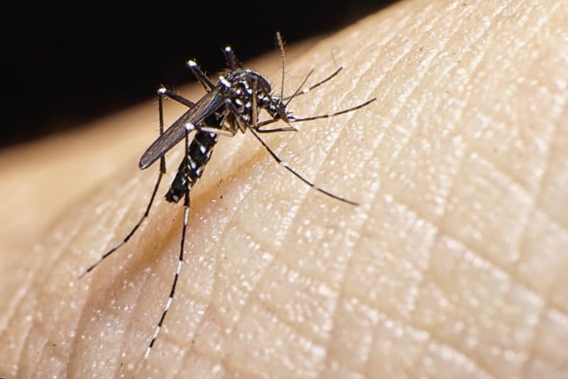 Aedes mosquito transmitting Zika virus
