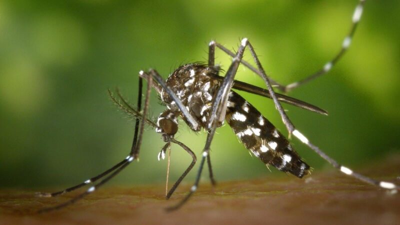Aedes sp mosquito bites ankles