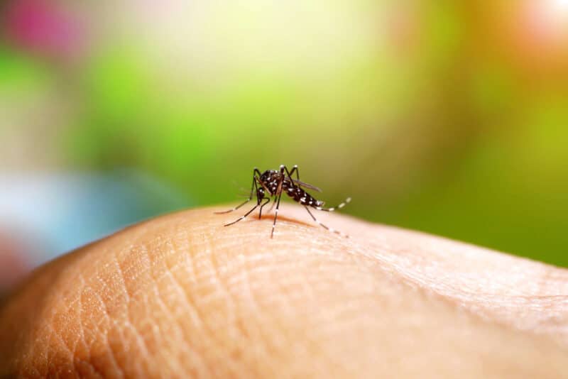 Aedes mosquito is a problem
