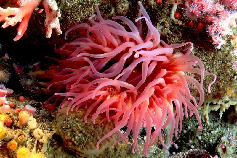 Venom from sea anemone
