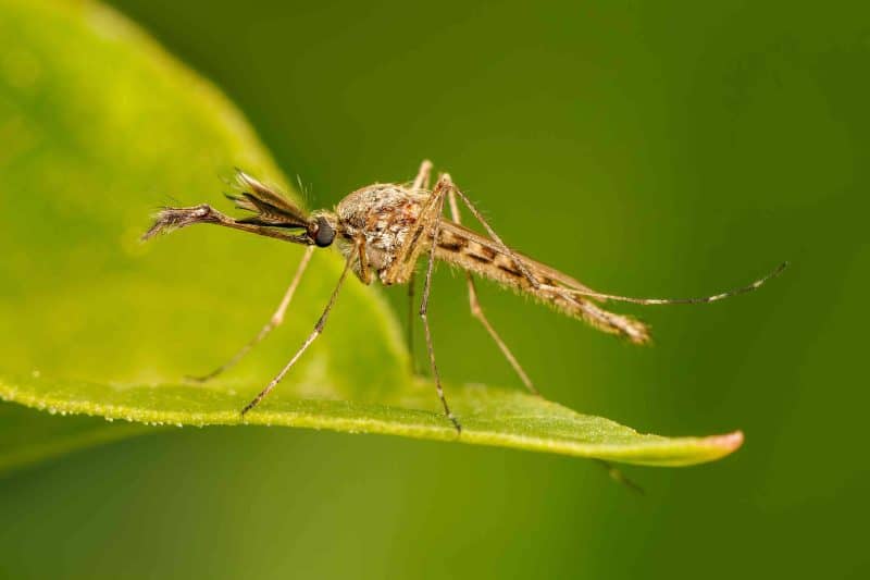 A mosquito resting before a blood meal