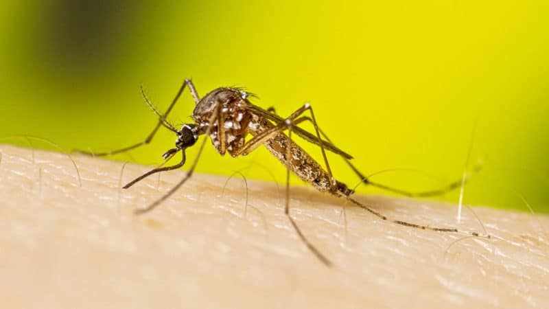 Female mosquito having a blood meal