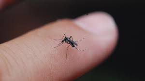 A mosquito biting