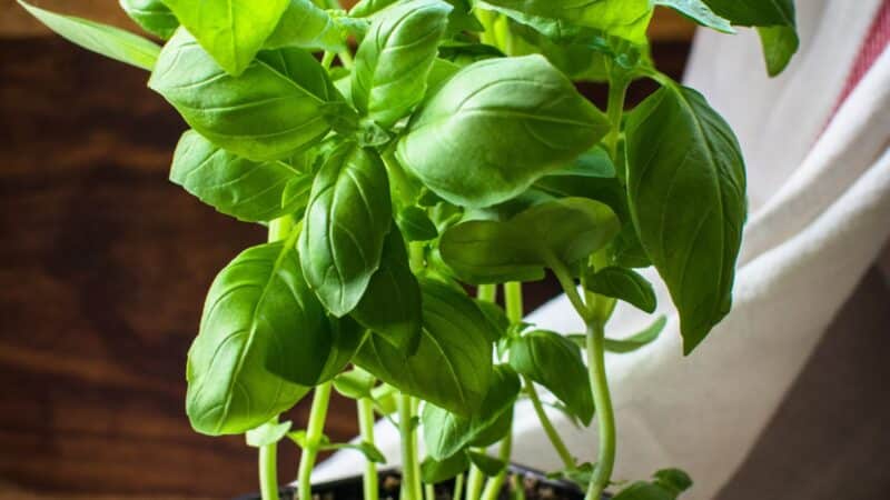 Place mosquito-repelling plants around your home