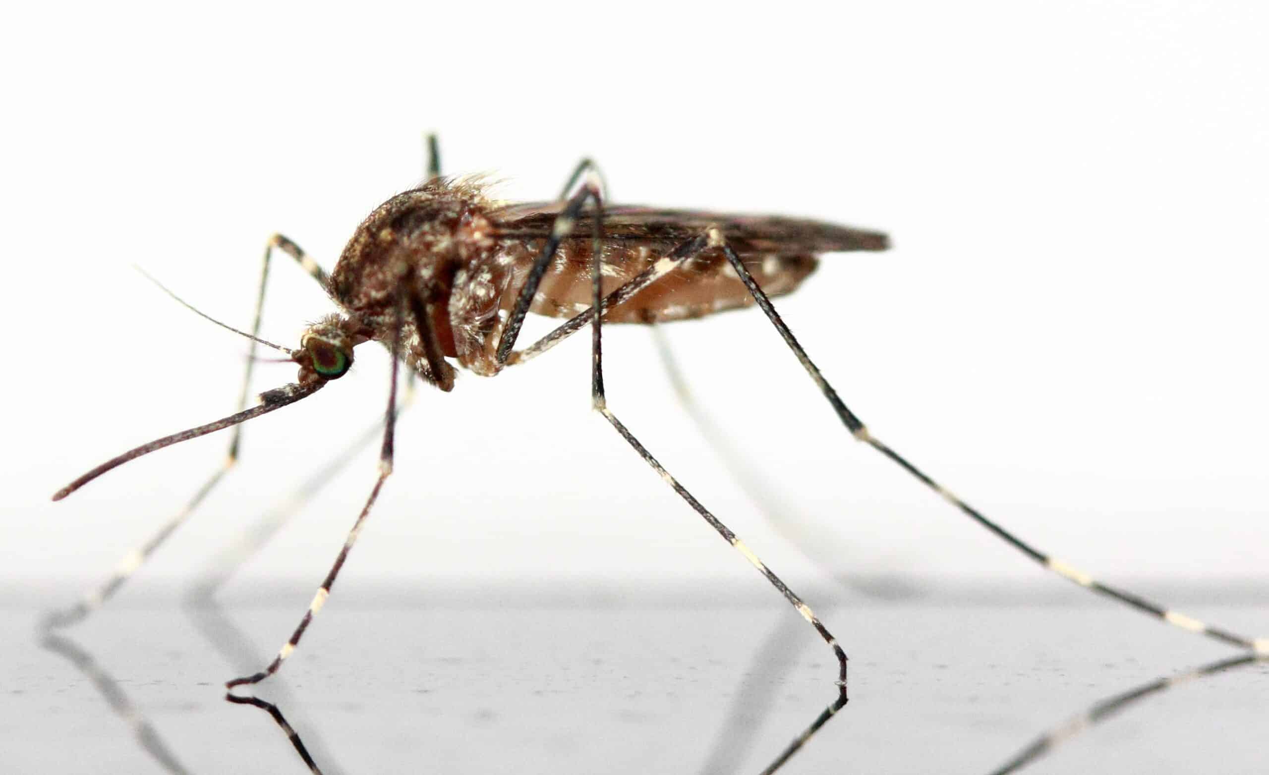 Mosquitoes can bite you anywhere at any time