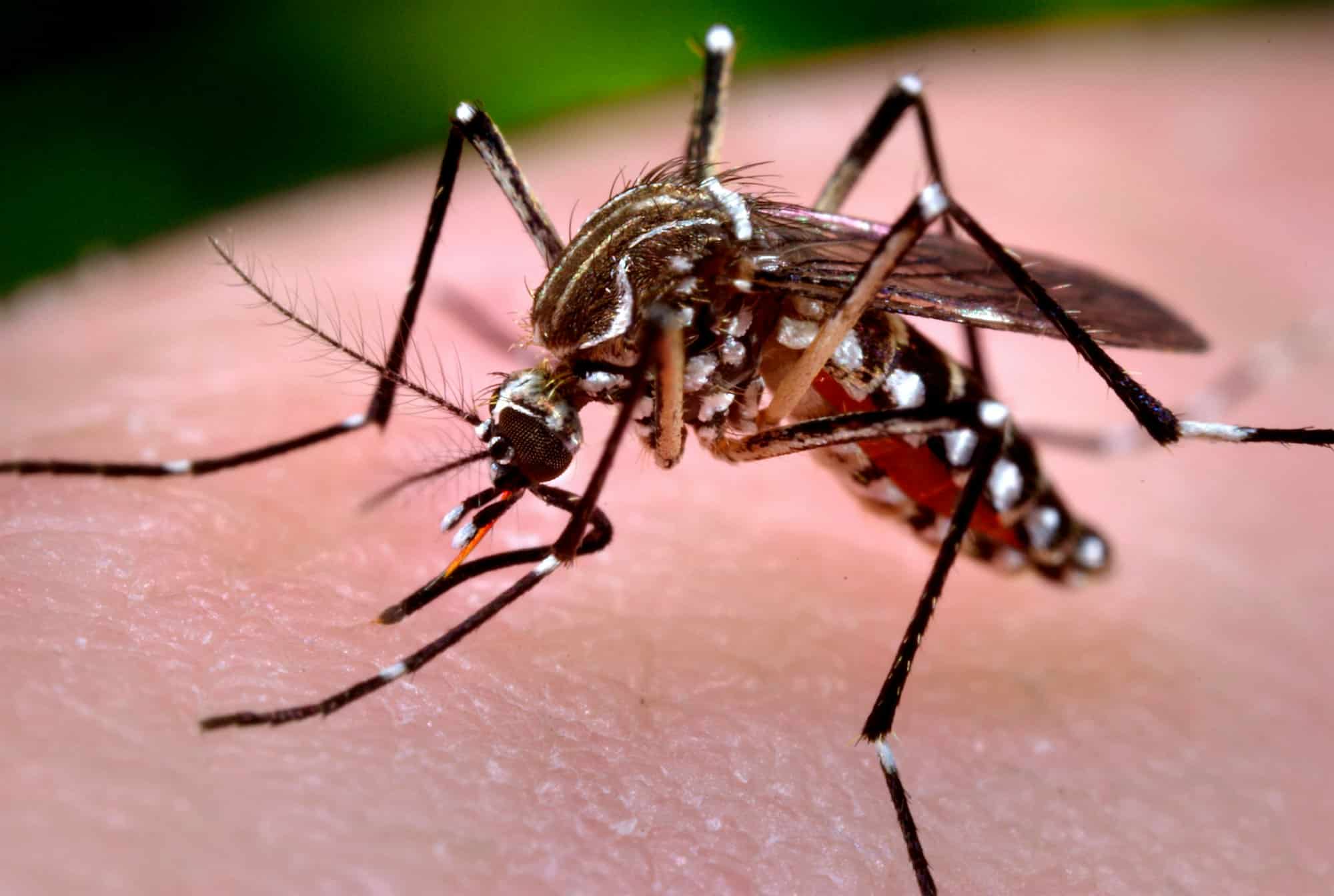 Aedes mosquito having a blood meal