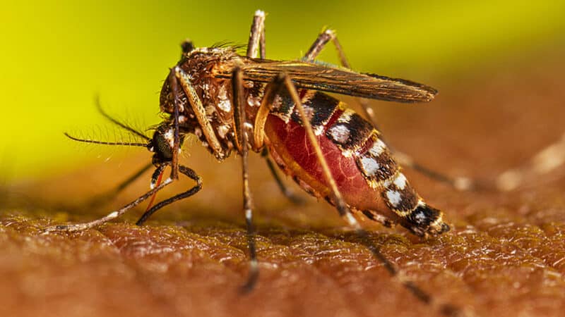 A mosquito bite can lead to serious mosquito-borne diseases