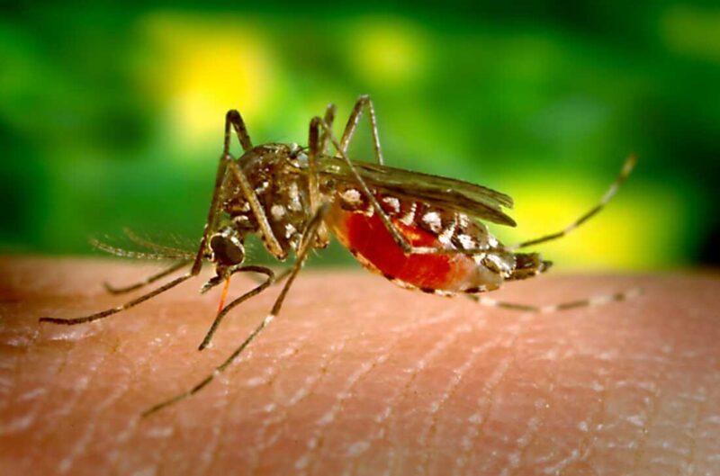 A female mosquito biting a possible COVID-19-infected host