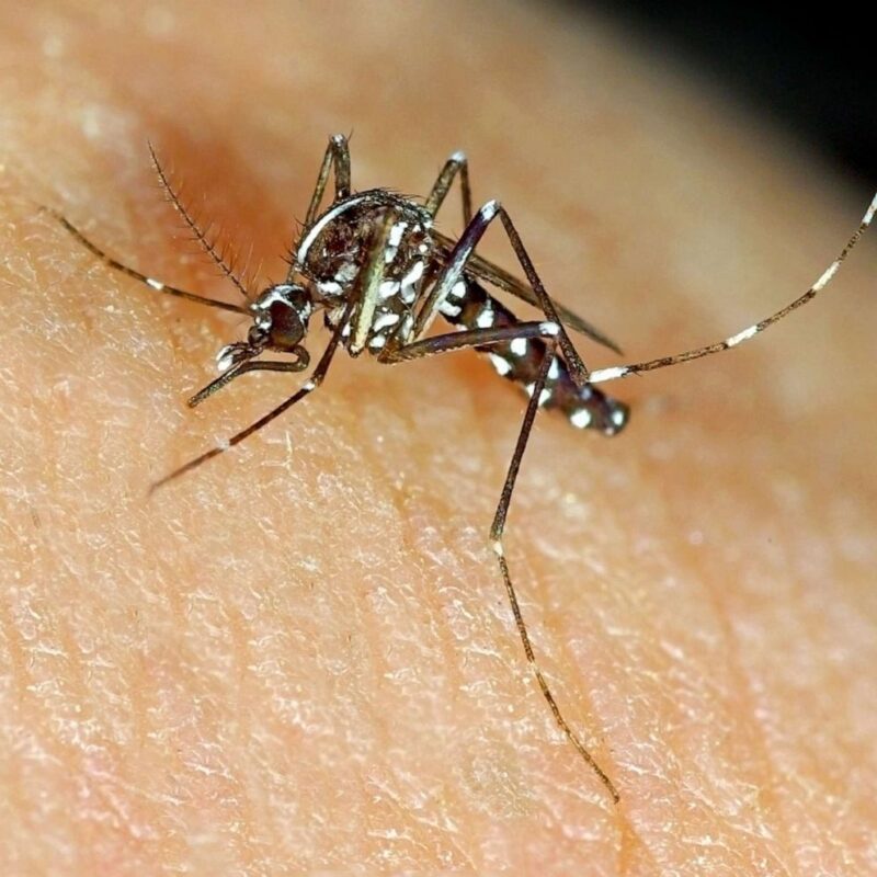 Female mosquito ready to activate the pump