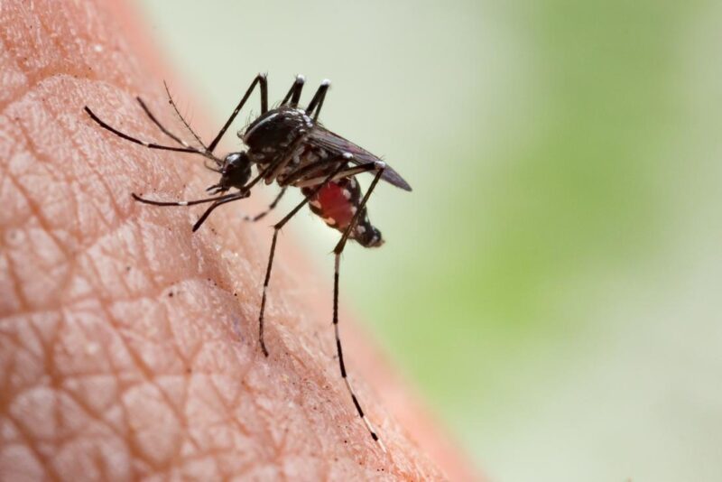 Japanese encephalitis mosquito having a blood meal