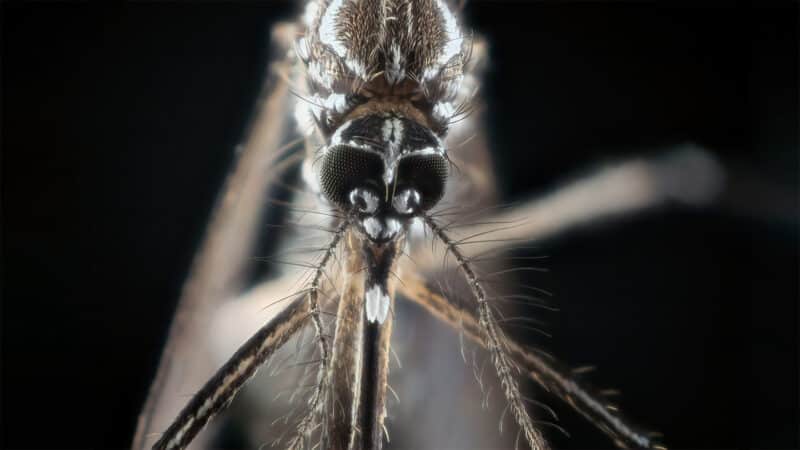A mosquito, ready for a blood meal