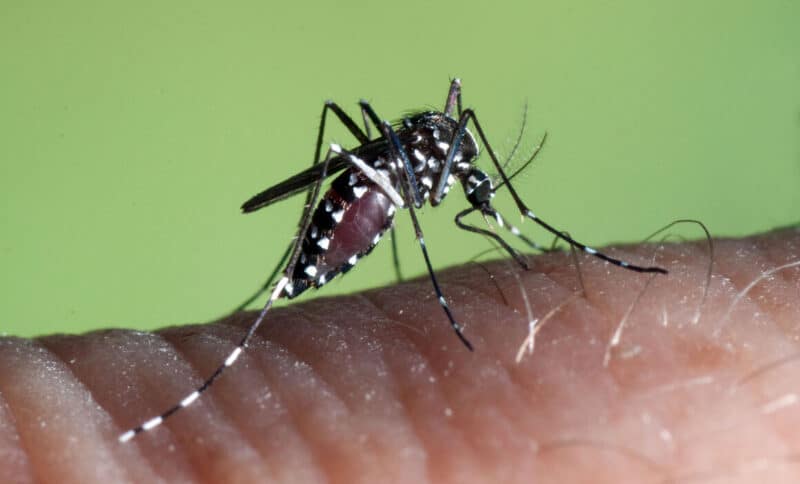Aedes mosquito as a transmitter of flesh-eating bacteria