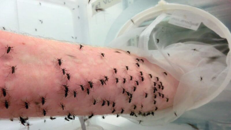 An arm of a person attractive to mosquitoes