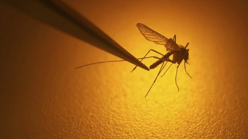 A mosquito can transmit deadly diseases