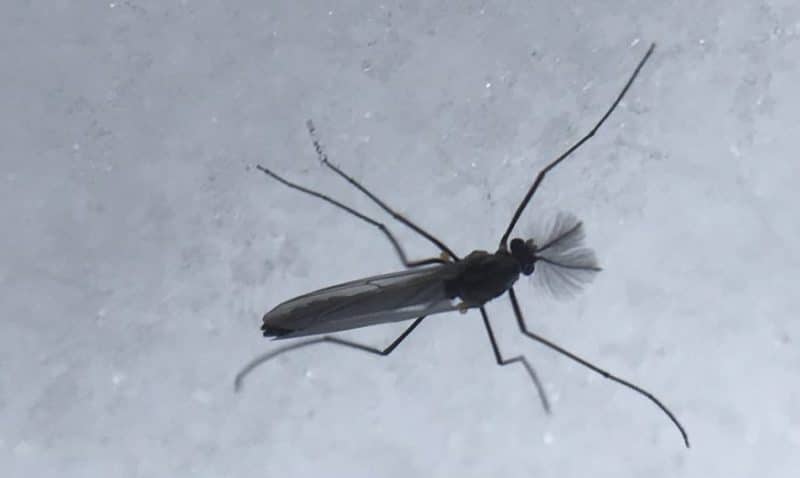 A mosquito in diapause during the cold months