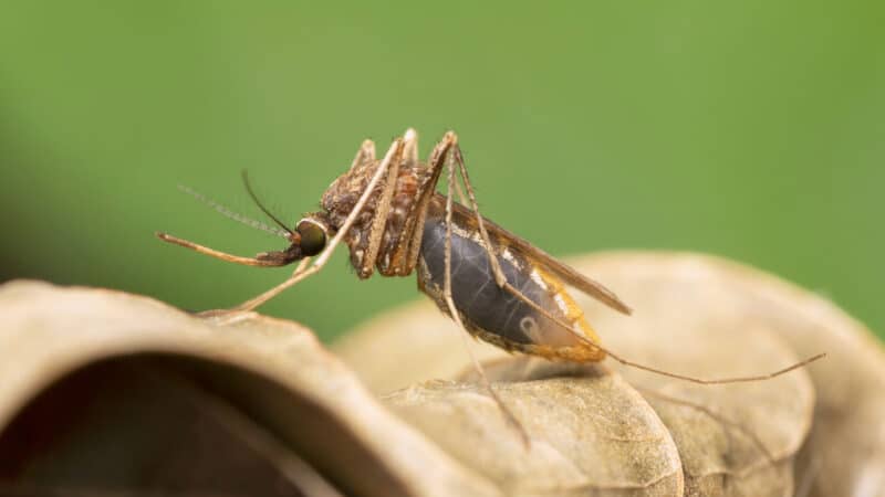 A mosquito resting on a leaf