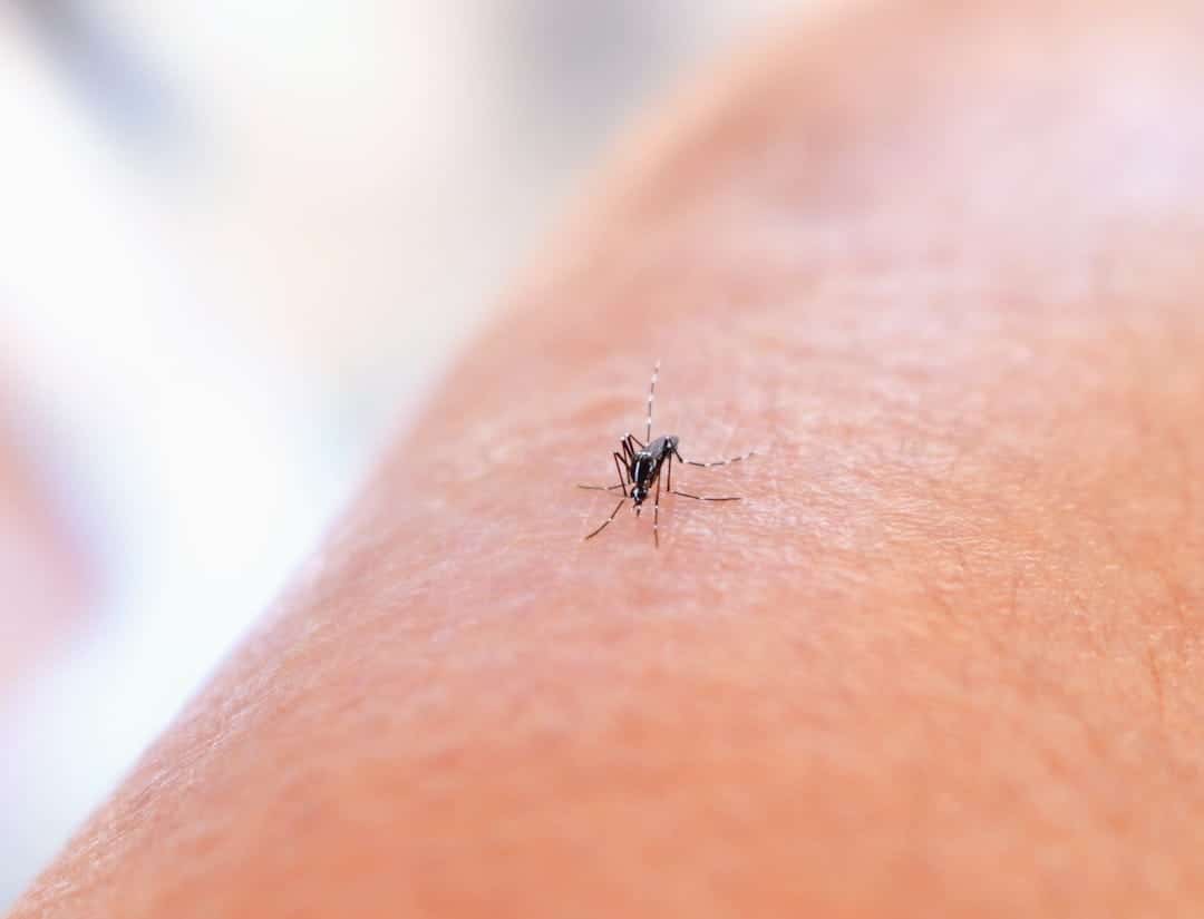 Mosquito having a blood meal