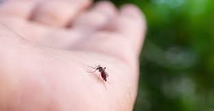 Summer bites like this